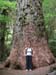 14_leandra_lg_tree