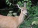 18_black_tail_deer