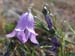 19_american_harebell