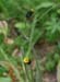 21_slender_hawkweed