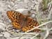 24_oregon_silverspot