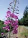 34_fireweed