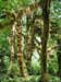 36_mossy_trees