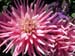 49_pink_zinnia