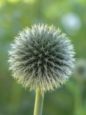 ../images/10_globe_thistle.jpg