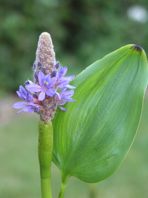 ../images/12_pickerel_weed.jpg