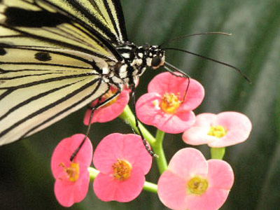../images/25_paperwing.jpg