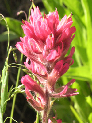 ../images/41_magenta_paintbrush.jpg