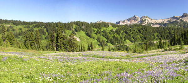 ../images/53_alpine_meadow.jpg