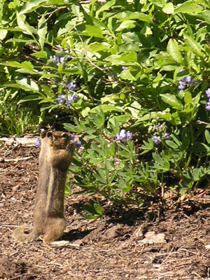 ../images/55_chipmunk.jpg