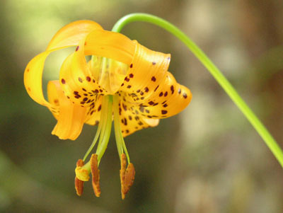 ../images/66_tiger_lily.jpg