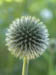 10_globe_thistle