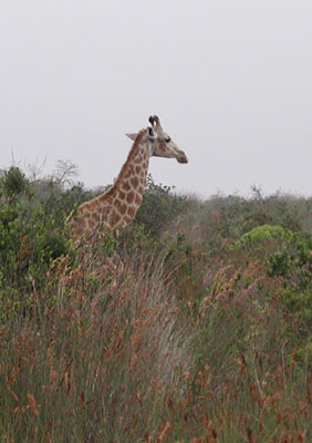 ../images/07_giraffe.jpg