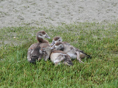 ../images/12_goslings.jpg