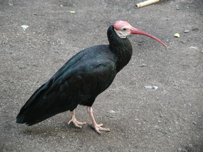 ../images/26_bald_ibis.jpg