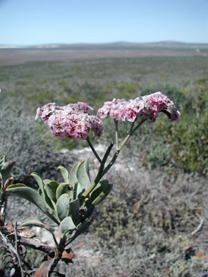 ../images/06_pink_strandboos.jpg