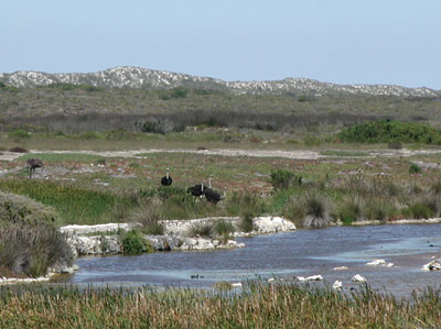 ../images/07_ostrich_waterhole.jpg