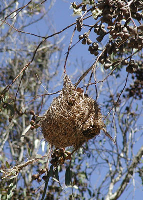 ../images/11_weaver_nest.jpg