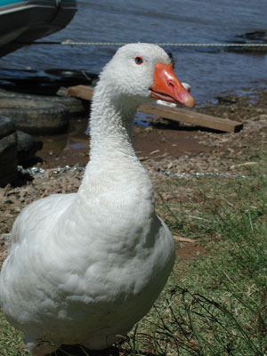 ../images/06_white_goose.jpg