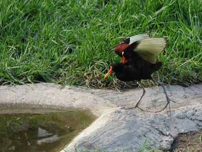 ../images/13_wattled_jacana.jpg