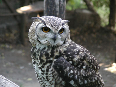 ../images/17_eagle_owl.jpg