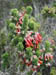 03_red_erica