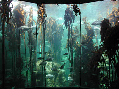 ../images/06_kelp_garden.jpg