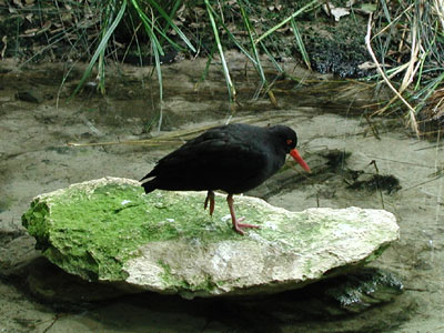 ../images/07_oystercatcher.jpg