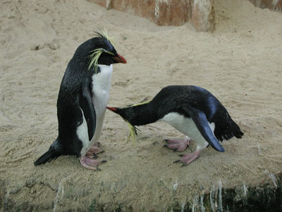 ../images/08_rockhopper_penguins.jpg