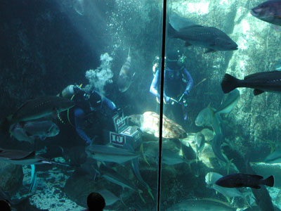 ../images/09_predator_tank_divers.jpg