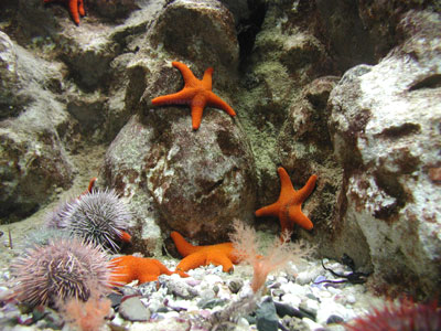 ../images/11_red_starfish.jpg