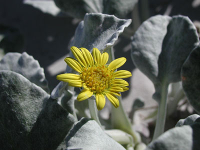 ../images/01_beach_succulent.jpg