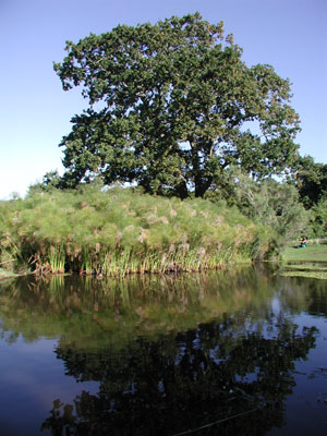 ../images/06_kirstenbosch_lake.jpg