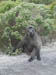 01_chacma_baboon