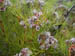 02_purple_fynbos