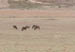 19_wildebeests