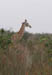 20_giraffe