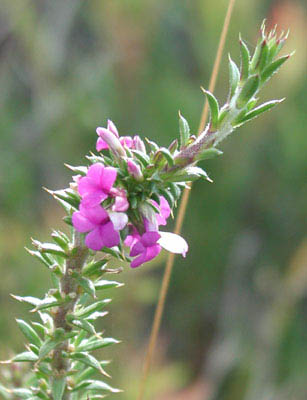 ../images/08_fynbos_purple.jpg