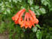 11_cape_honeysuckle