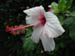 16_brenton_hibiscus