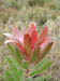 20_pagoda_protea