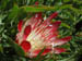 24_protea