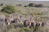 04_ostrich