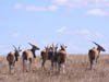 09_eland