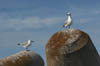 03_seagulls