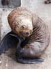 12_furseal