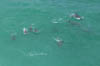 02_dolphins