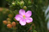 05_searose