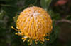 07_proteaclosed