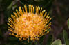 08_wartstemmedpincushion